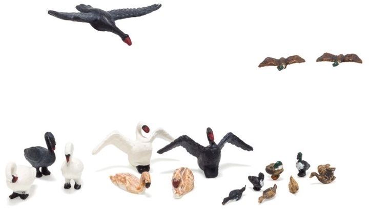 CVR Picture for Ducks & Swans