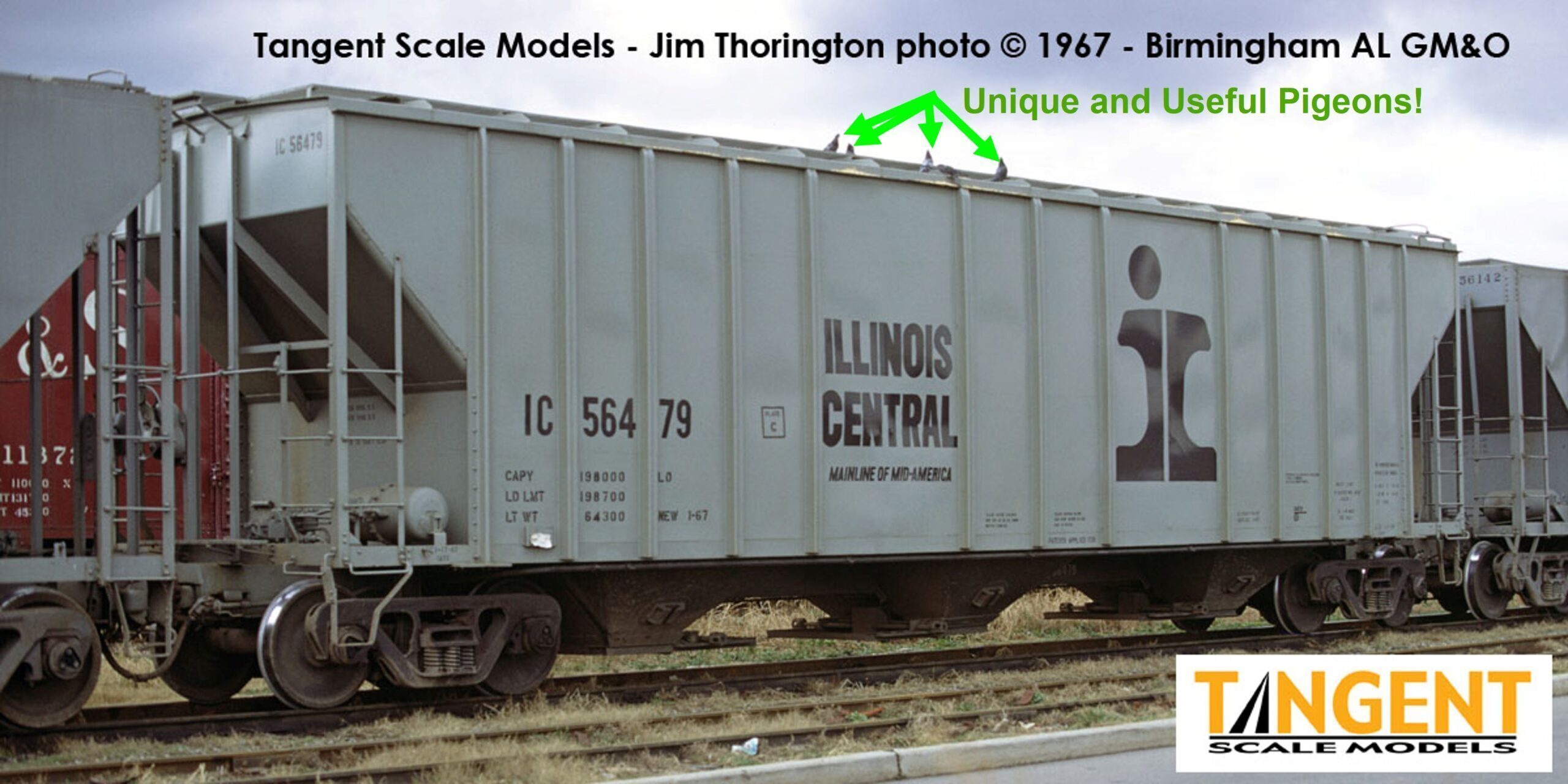 CVR Picture for Pigeons /24